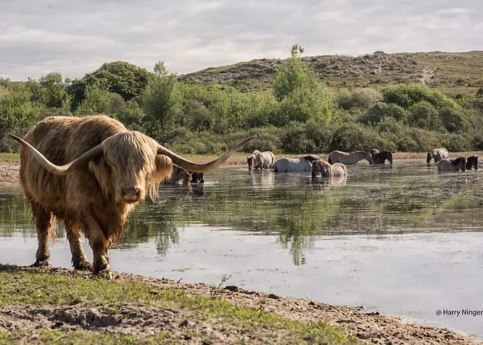 Semesterbostad Viale Egmond aan Zee